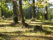 Click to view wooded half of the land